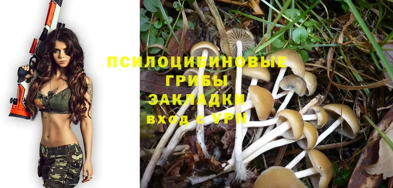 Галлюциногенные грибы Psilocybe  ОМГ ОМГ сайт  Сорочинск  купить наркотик 